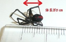 定規の隣に並べてあり、体長約1センチメートルほどであることが記載されているセアカゴケグモの写真