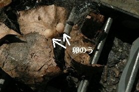落ち葉に乗っているセアカゴケグモの丸い卵のうの写真
