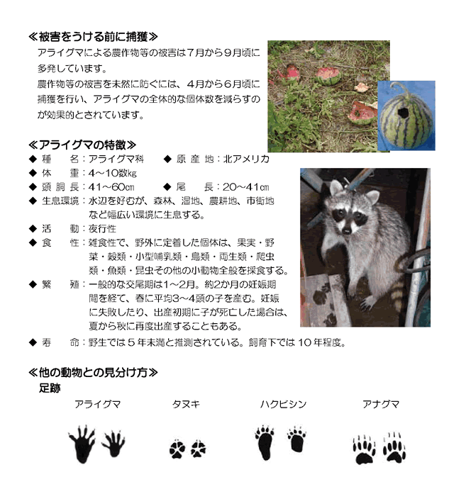 アライグマによる被害や特徴が書かれたチラシ