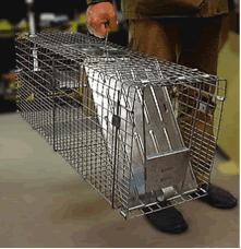 上部に持ち手がある鉄製のアライグマ捕獲箱の写真