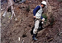 職人が山の斜面に植林をしている写真