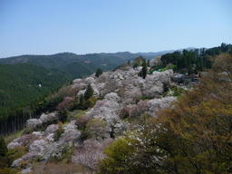 山あいにピンクの花を咲かせている桜並木の写真
