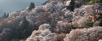 山の斜面に咲き誇る、満開の桜の木々を、上から撮った写真