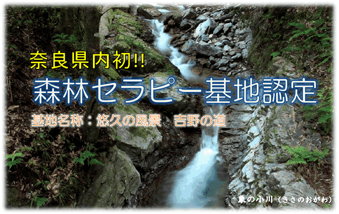 薄暗い森の中、断崖絶壁の間に伸びる小川の写真(奈良県初!!森林セラピー基地認定 基地名称:悠久の風景 吉野の道 象の小川(きさのおがわ))