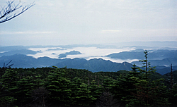 曇天の下、遠くに見える沢山の山々が雲海に包まれている様子を、緑の木々の奥から見下ろした写真