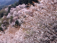 満開の桜の木の後ろに、山の斜面で咲き誇る、桜の木々が見える写真