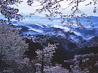 薄っすらと見える雲より高い高台で、満開の桜の木をバックに、沢山の山々が見える写真