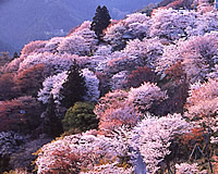 山の斜面に沿って咲いている、満開の桜の木々が、日光に照らされている写真