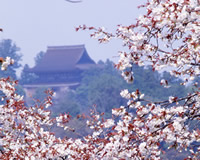 満開に咲いている桜の枝の後ろに、小高い丘の上で木々に囲まれた建物が建っているのが見える写真