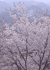 満開の大きな桜の木の背後で、山々や集落が遠方に見える写真