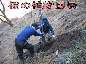 傾斜のある野外で、青い服と青い帽子を身にまとった男性2人が、スコップを使って苗木を植えようとしている写真(桜の植樹風景)