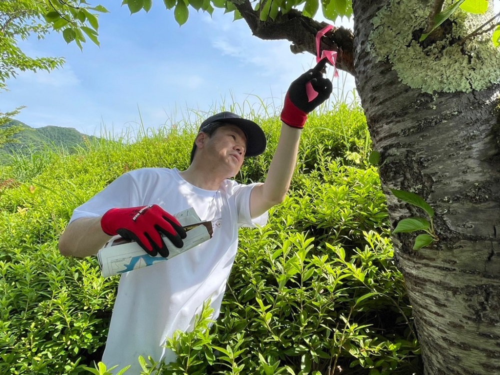 吉野町クビアカツヤカミキリモニタリング調査