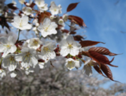 青空の下、満面に咲き誇る、白い桜の花の写真