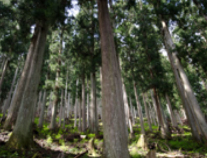 光が微かに差し込む林の中で、天にも届くような長さで伸びている、杉の木の写真
