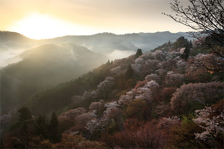 斜面に沿って咲いている、満開の桜の木々が、山々の奥地から伸びる斜光に照らされている写真