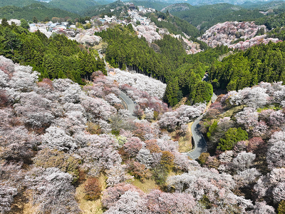 吉野山の桜全景写真 桜と緑が調和して広がっている