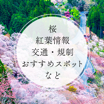 桜開花・紅葉情報