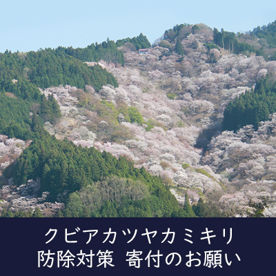 クビアカツヤカミキリ防除対策 寄付のお願い 吉野の桜を護るためにお力を貸してください。
