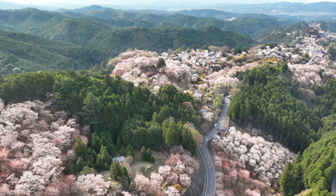 ドローン撮影した吉野山の桜と町並み全景写真。