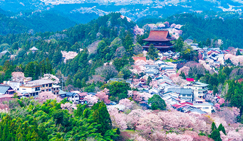 金峯山寺の遠景写真。裾野に桜が広がっている