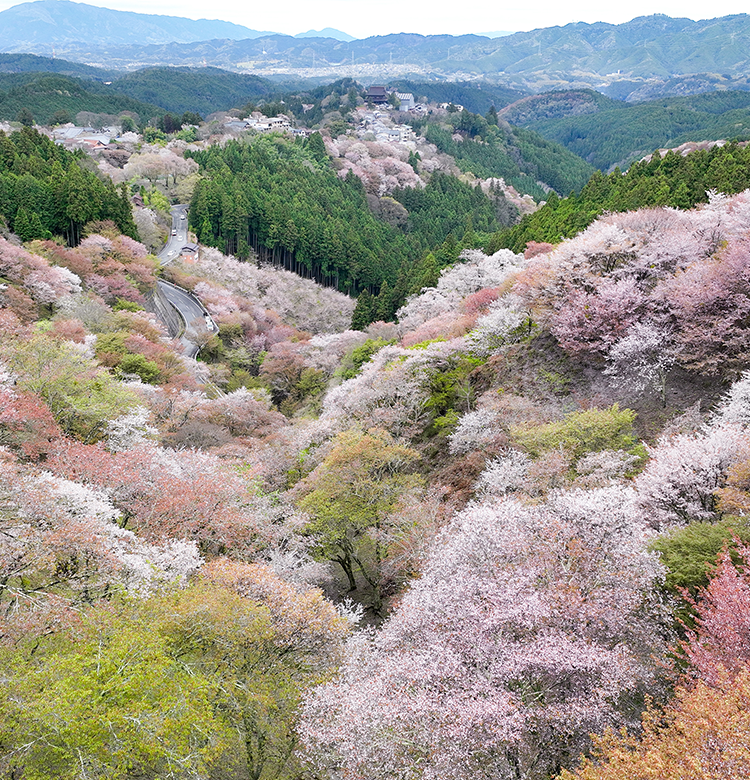 桜が咲いている時期の吉野山の風景写真