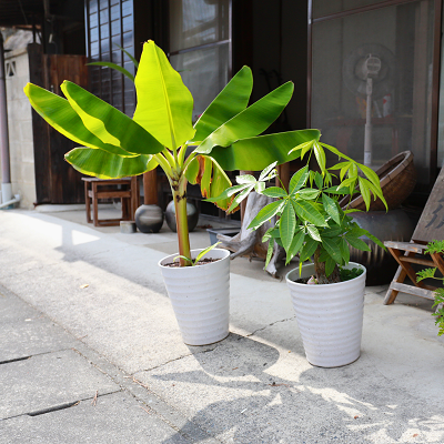外に置いてある観葉植物。光が当たり緑が鮮やか。