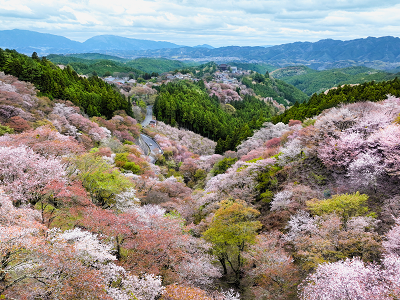 吉野山の桜全景写真 桜と緑が調和して広がっている