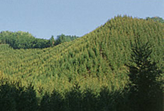 木々が一面を覆っている山の写真