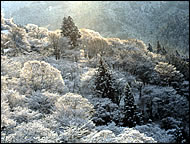 山肌にたくさんの桜が咲いている写真