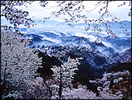 山間の桜が満開に咲いている写真