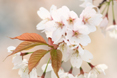 白い花びらの桜のアップ写真（吉野町へようこそのページへリンク）