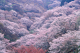 山間の桜が満開に咲いている写真（名所・観光施設のページへリンク）