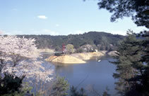 青空のもと湖のほとりに満開の桜が咲いている写真
