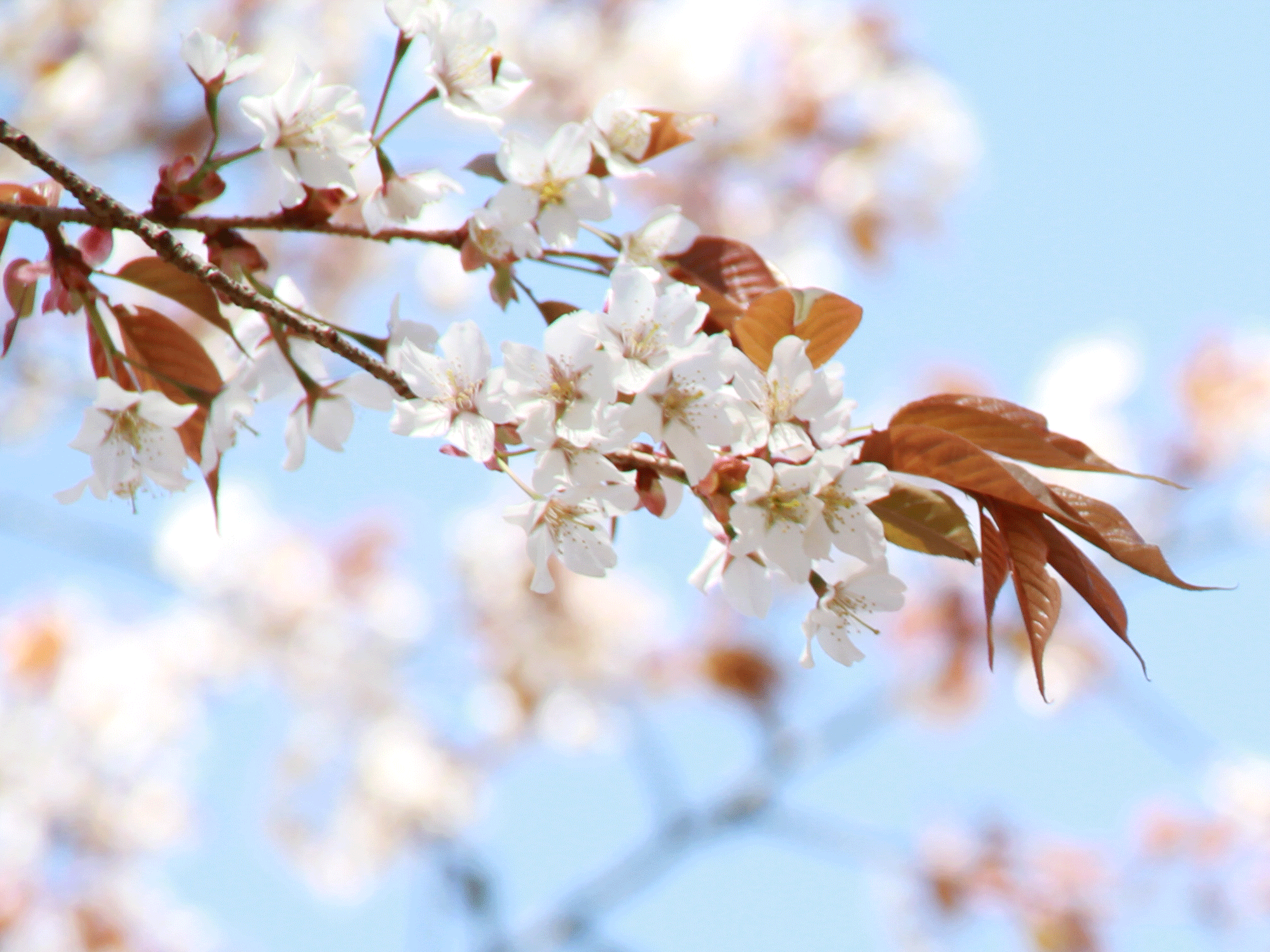 吉野山桜枝葉写真