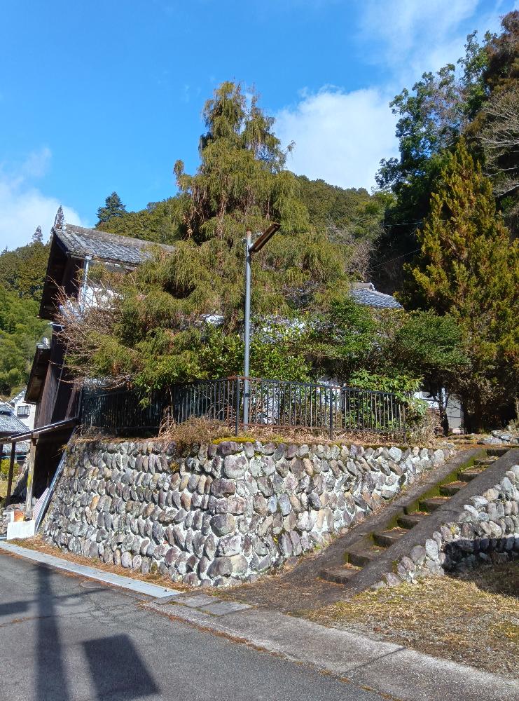 detached 上市・吉野