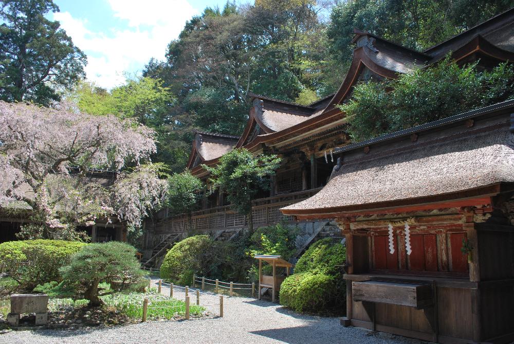 3殿を1棟続きにした長い建物、白い玉砂利と緑が鮮やかな庭の写真