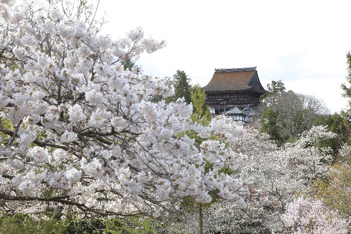 桜と金峯山寺