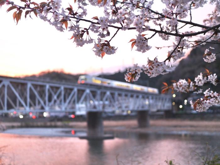 桜と鉄橋