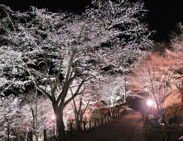 ライトアップ桜