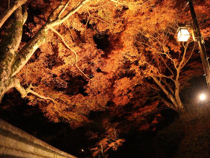 ライトアップ紅葉