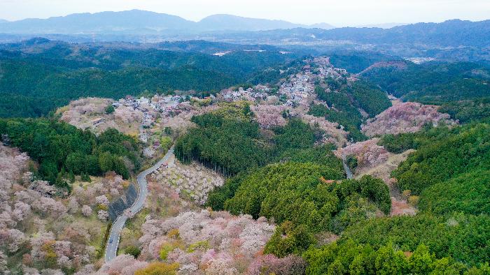 春の吉野山